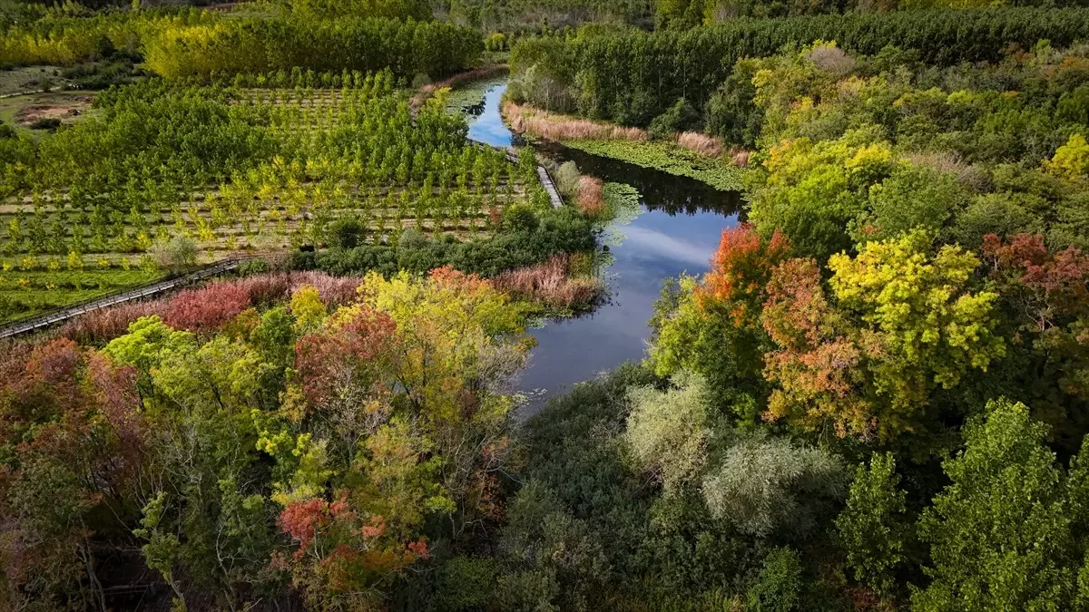 Sonbaharın Renkleri Acarlar Longozu ve Büyük Melen Çayı'nda Yaşanıyor