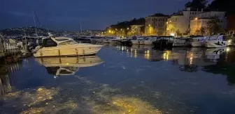 Sarıyer'de Kıyı Kirliliği: Denize Atılan Atıklar Sorun Haline Geldi