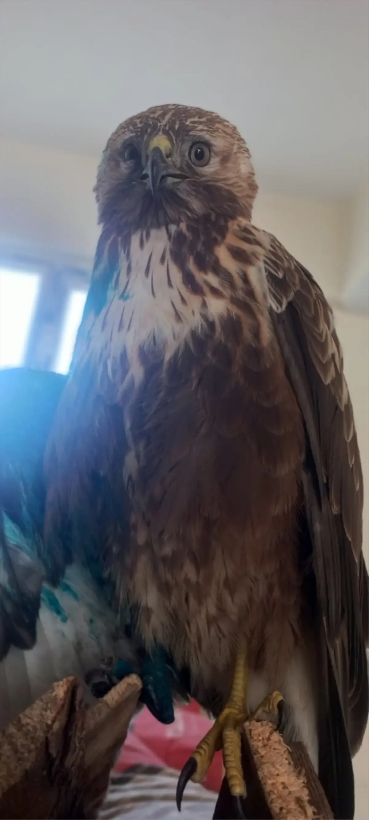 Yaralı Kızıl Şahin Suşehri'nde Tedavi Altına Alındı