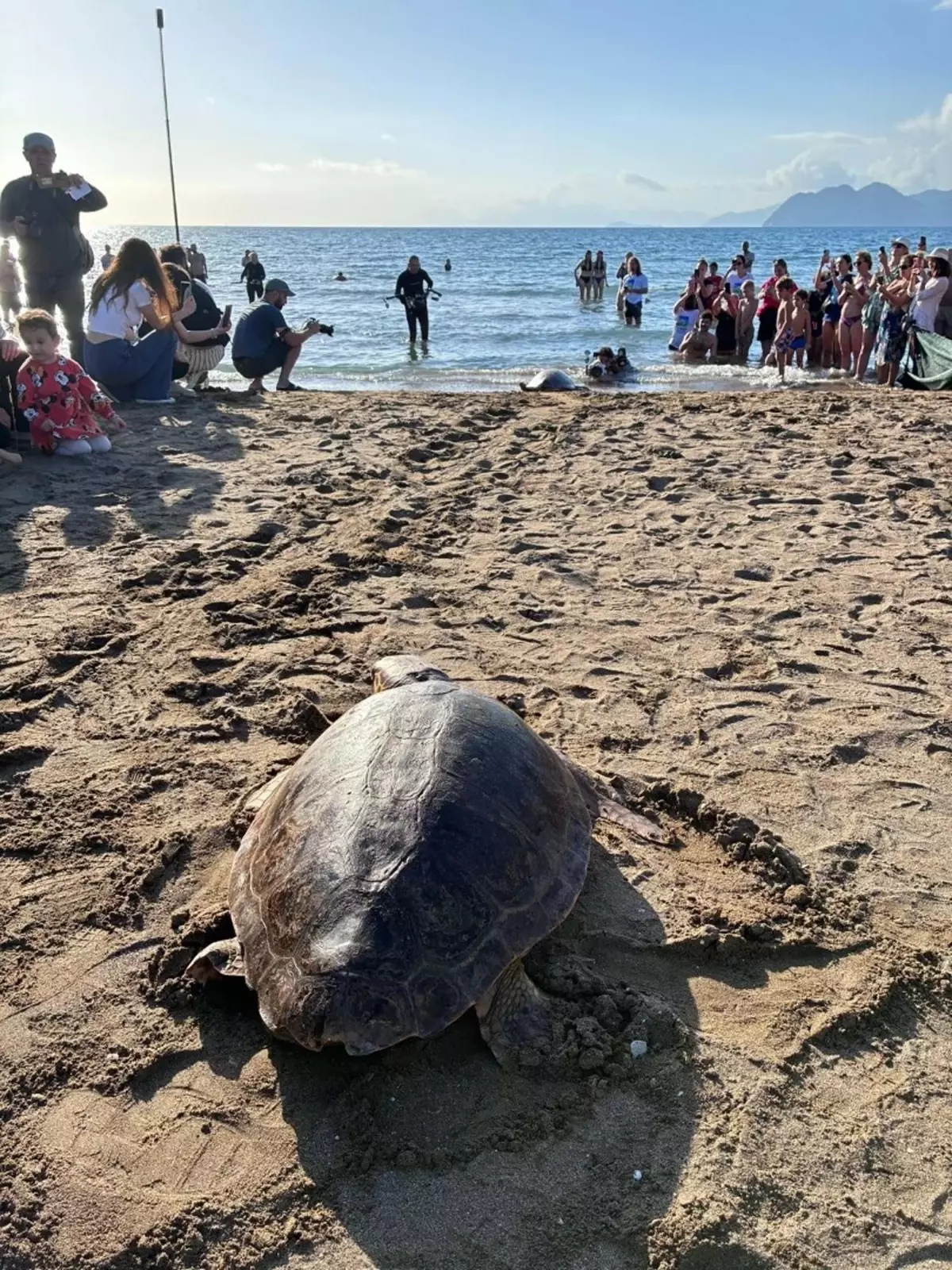 Cumhuriyetin 102. Yılında Deniz Kaplumbağaları Doğaya Salındı