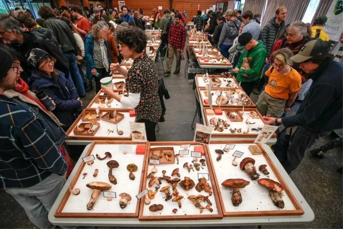 Vancouver’da Mantar Fuarı: 300'den Fazla Tür Sergilendi