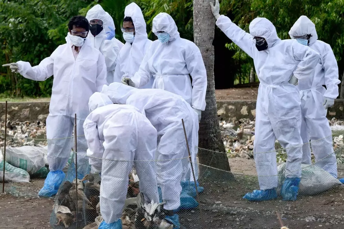 Almanya'da kuş gribi salgını nedeniyle itlaf edilen hayvan sayısı 500 bini geçti