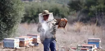 Adana'da Kadın Arıcı Metanet Çelik, Yılda 1,5 Ton Bal Üretiyor