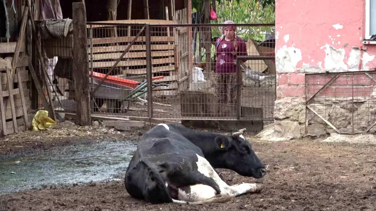 Bursa'da Şap Hastalığı Besicileri Zor Durumda Bıraktı