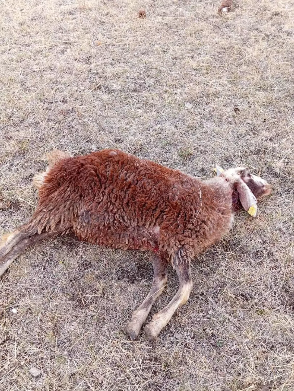 Horasan'da Koyun Sürüsüne Kurt Saldırısı