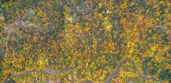 Ilgaz Dağı'nın Sonbahar Güzellikleri