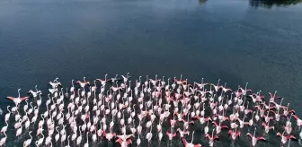 İzmit Körfezi'ndeki dip çamuru temizliği biyoçeşitliliği artırıyor