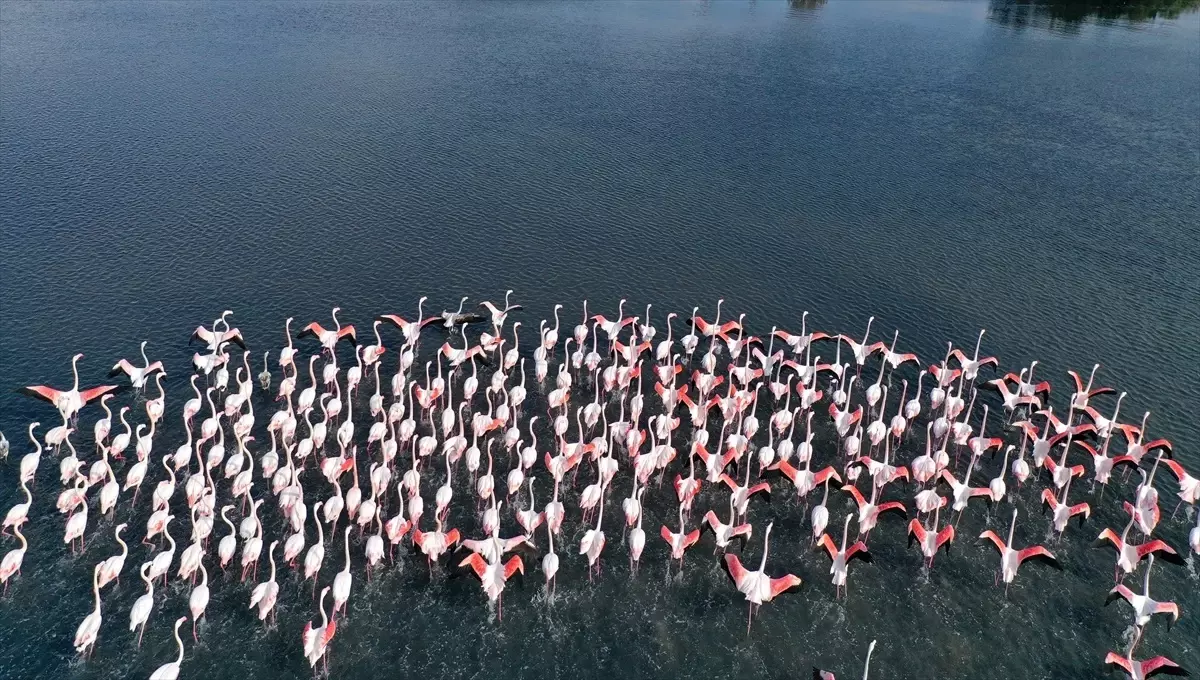 İzmit Körfezi'ndeki dip çamuru temizliği biyoçeşitliliği artırıyor