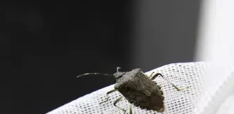 Kahverengi Kokarca ile Mücadelede Biyolojik Yöntemler Devrede