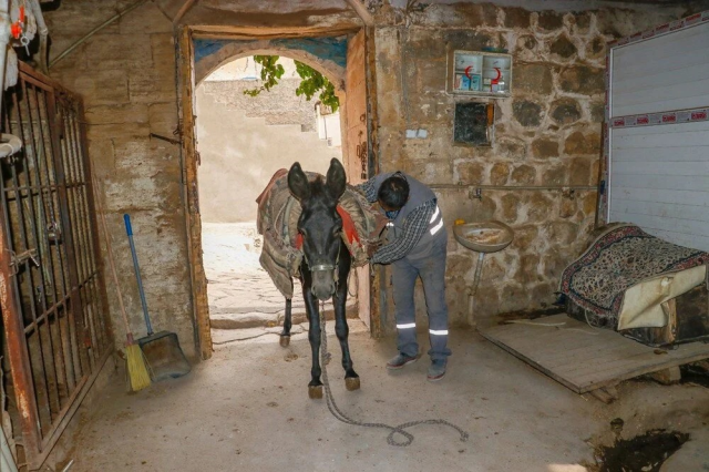 Donkeys in Mardin are Retiring, Replaced by Electric Vehicles