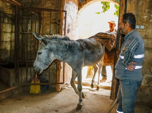 Donkeys in Mardin are Retiring, Replaced by Electric Vehicles