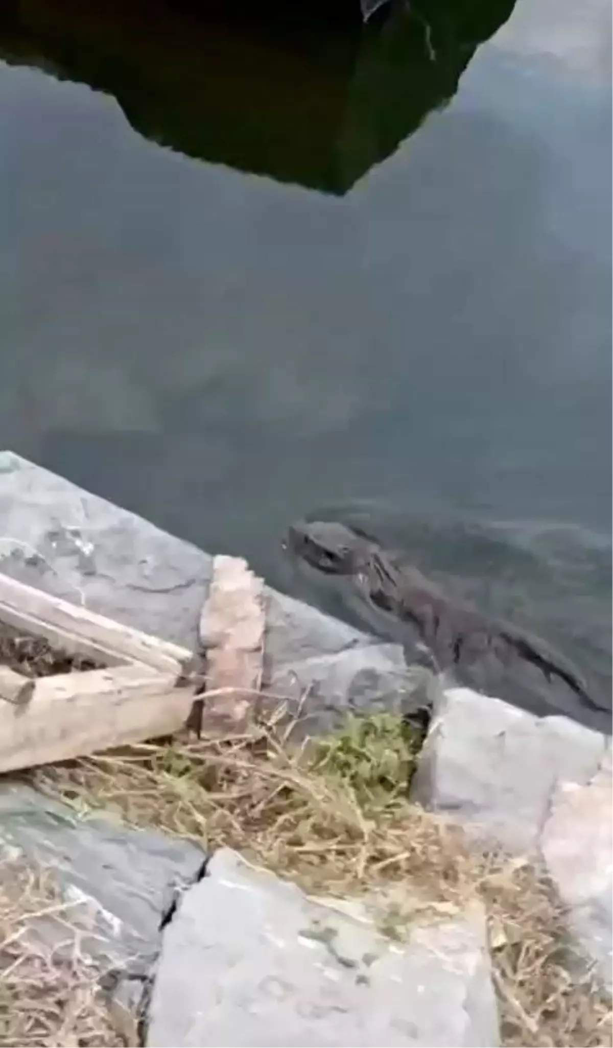 Nesli Tükenmekte Olan Su Samuru Küçükçekmece'de Görüldü