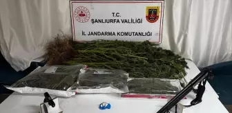 Şanlıurfa'da Uyuşturucu Operasyonları: 4 Şüpheli Gözaltında