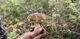 Sinop'ta 'Boletus Edulis' Mantarının Toplanması ve İhracatı