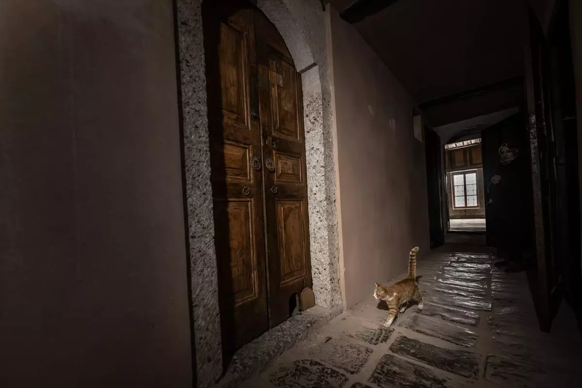 Topkapı Sarayı'nın kedi kapısı, Mülayim'in torunu 'Şerbet'le yeniden hayat buldu