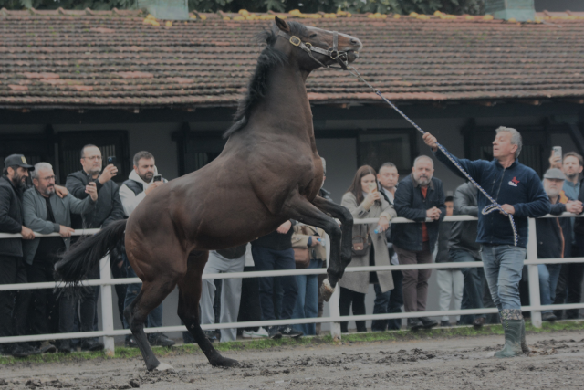 The legendary colt that earned 25 million dollars with its foals has been brought to Turkey