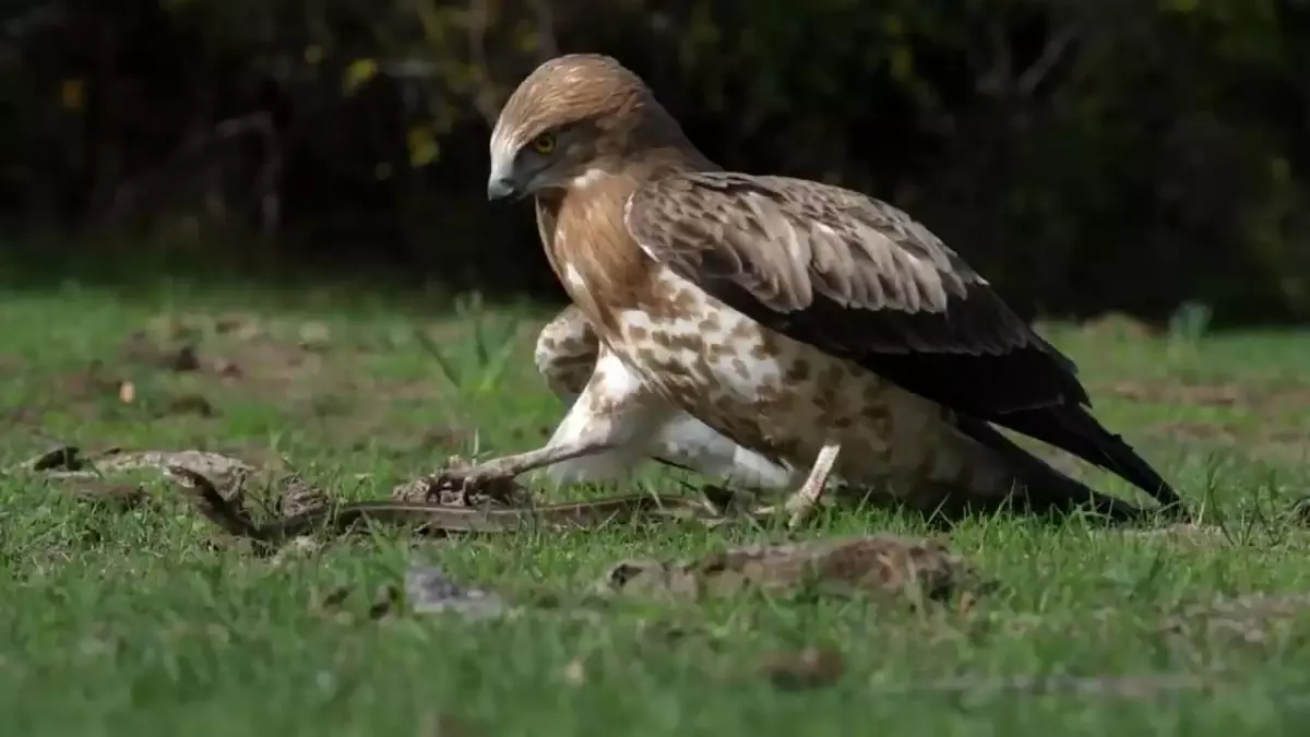 Kartalın Yılanı Avlaması Görüntülendi