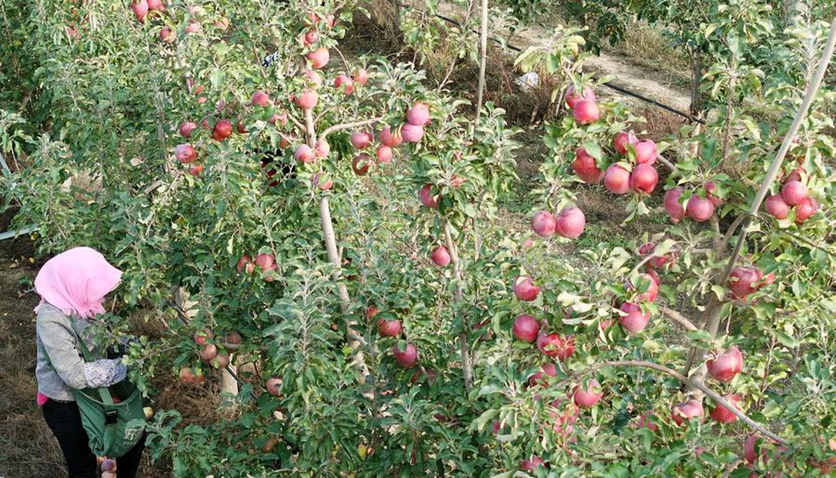 Ningxia'da Elma Endüstrisi Gelişiyor