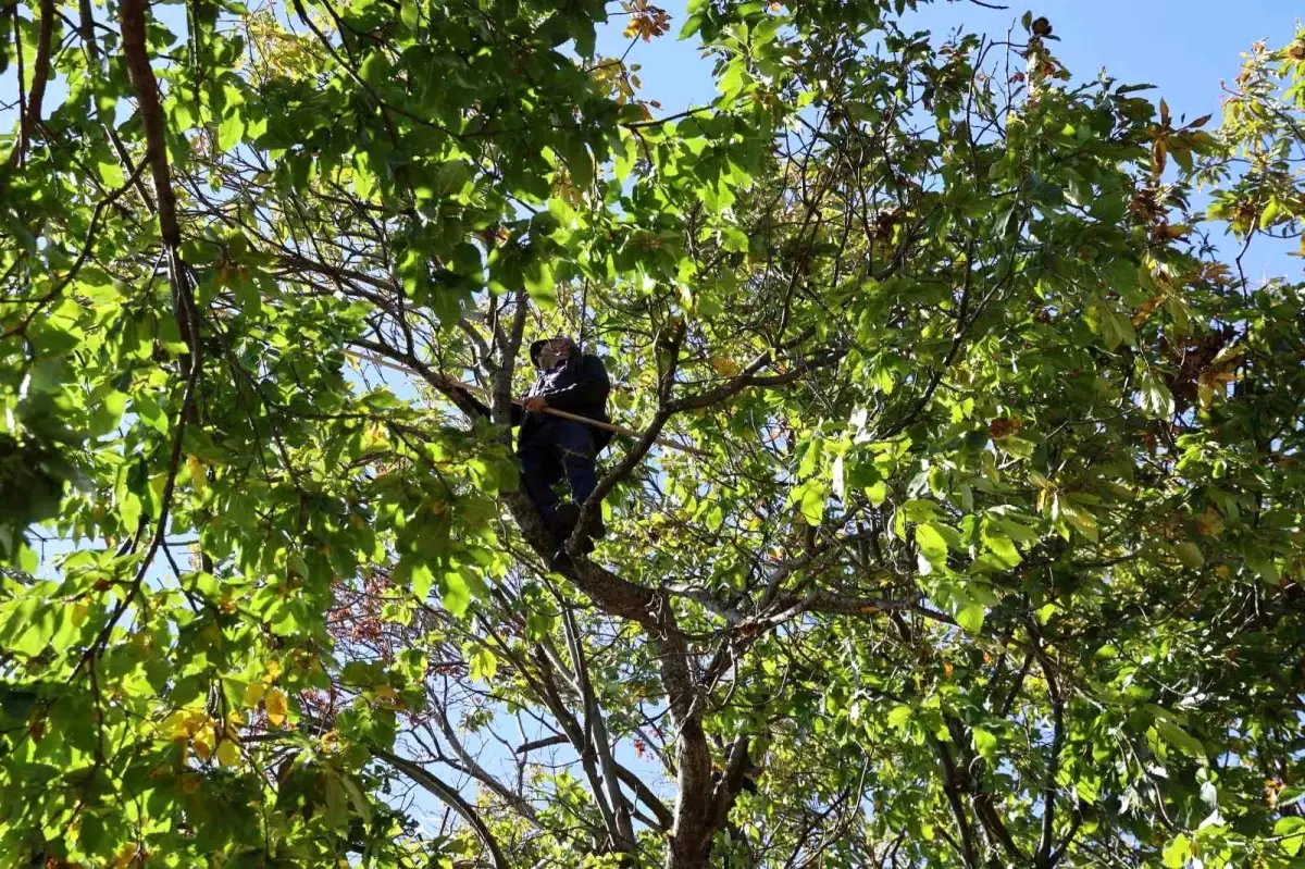 Aydın'da Kestane Hasadı Başarıyla Tamamlandı