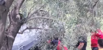 Balıkesir'de Otomobil Zeytinliğe Devrildi: 2 Yaralı