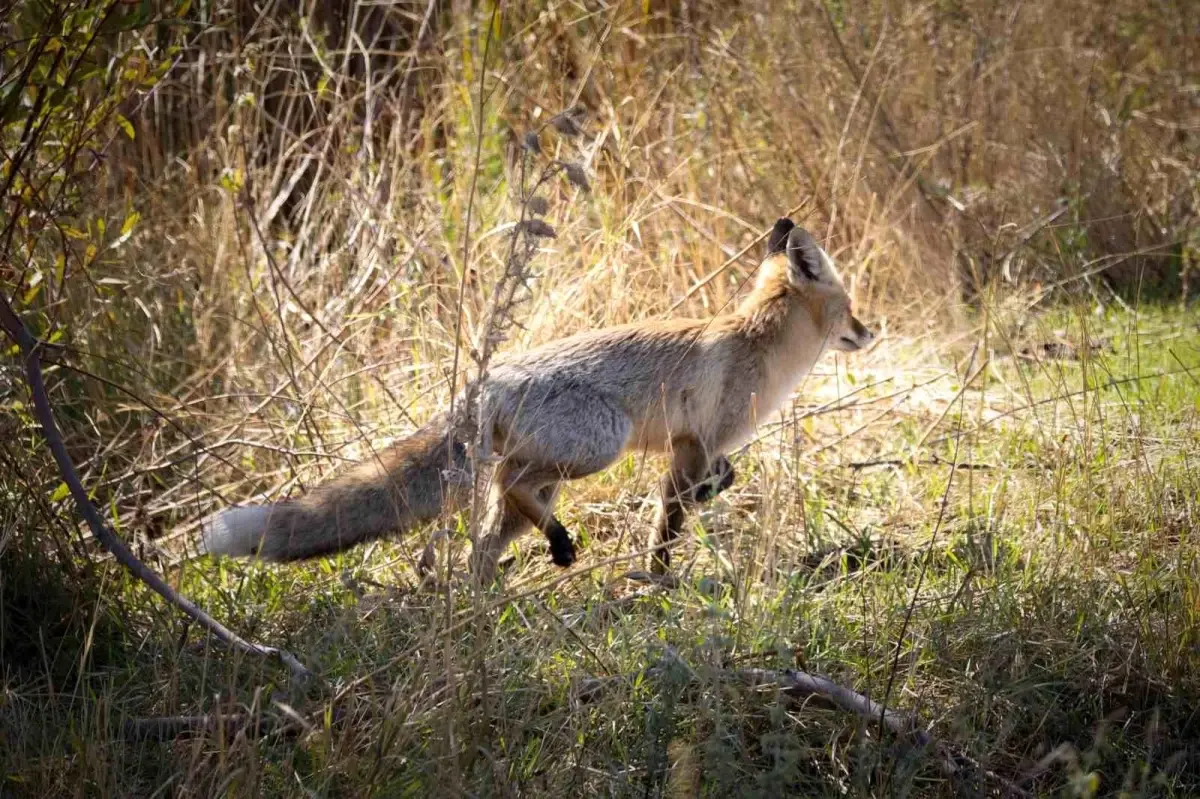 Bingöl'de Yiyecek Arayan Kızıl Tilki Görüntülendi