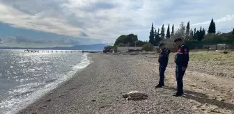 Assos Sahilinde İki Ölü Deniz Kaplumbağası Bulundu