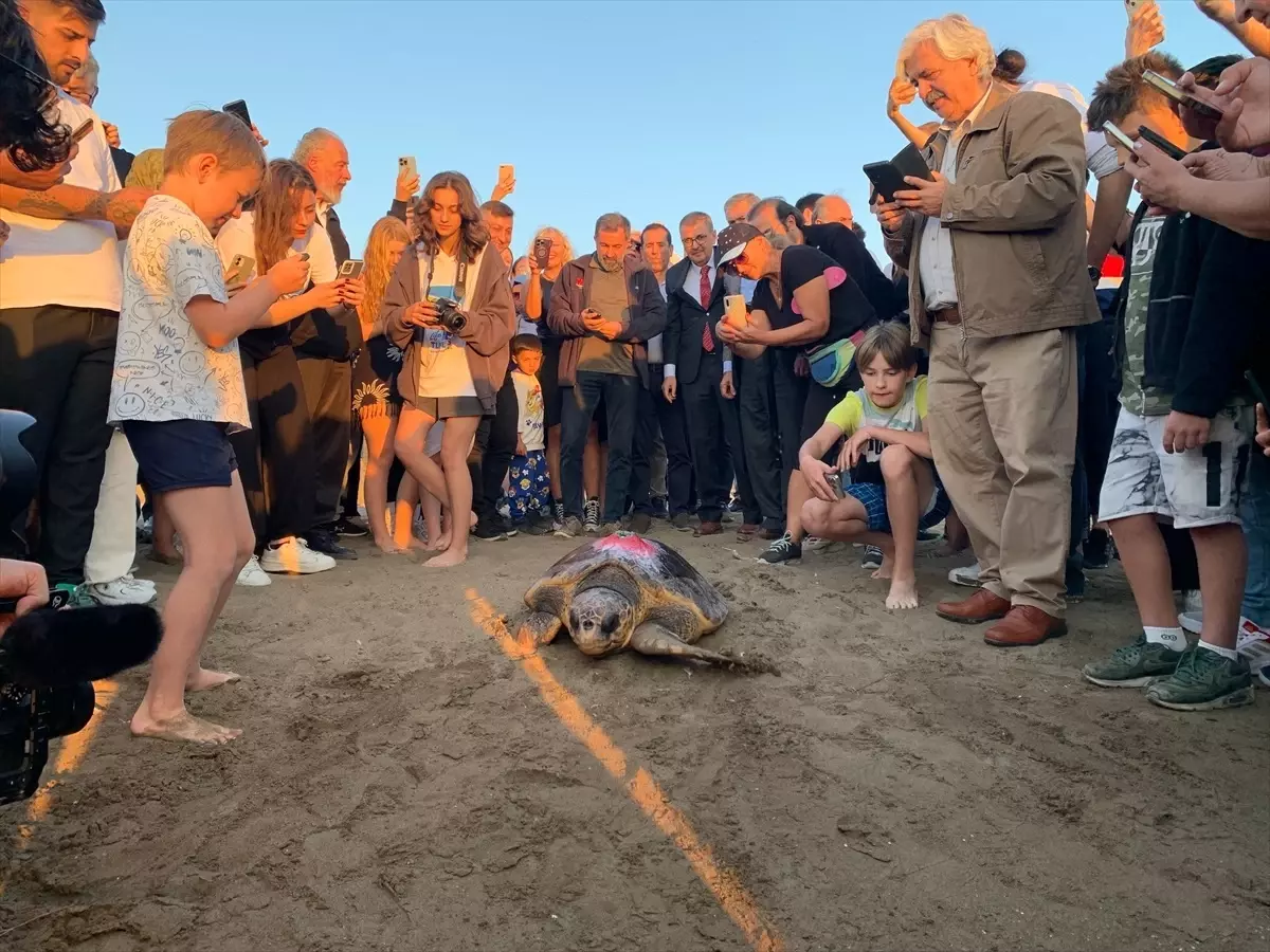 Bakım Altındaki Caretta Caretta 'Cumhuriyet', 500 Kilometre Yol Katetti