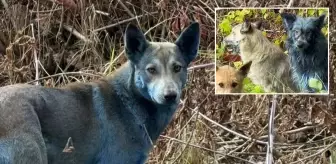 Çernobil'de köpekler aniden maviye döndü! Bilim insanları alarma geçti