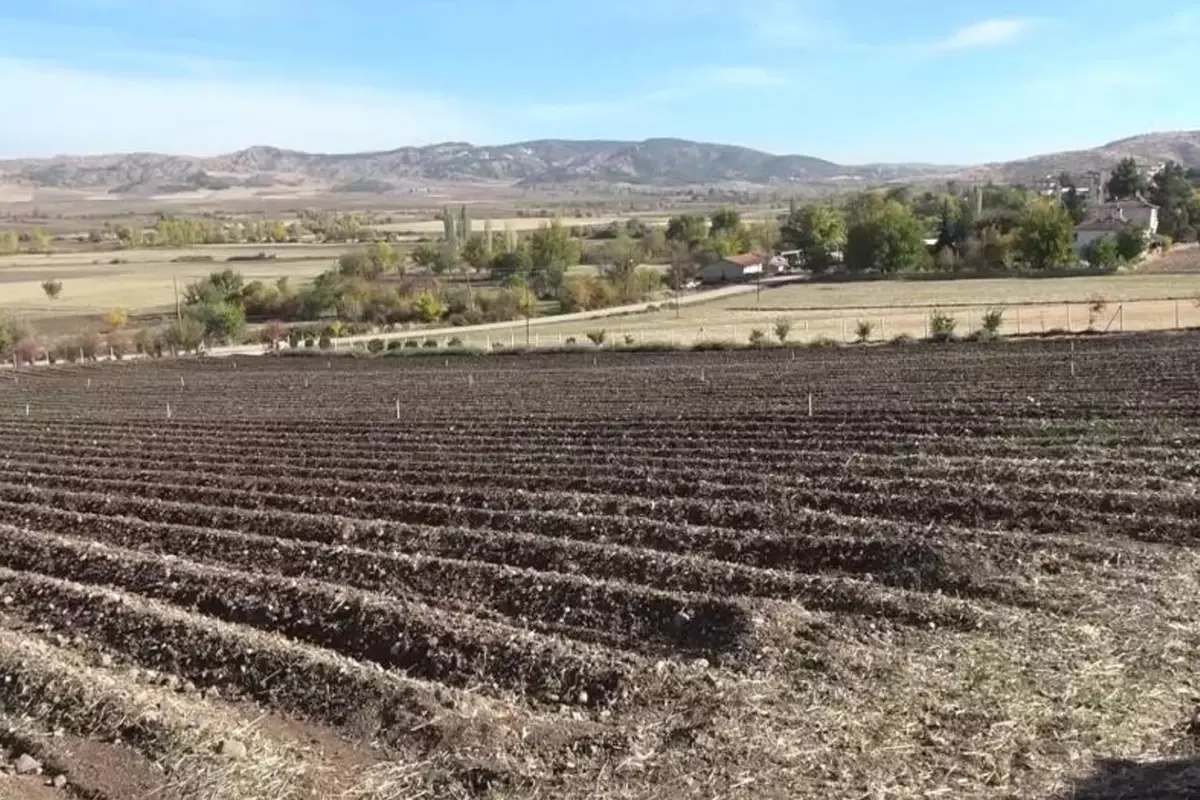 Dünyanın en pahalısı! 1 gramı 500 TL'ye satılıyor