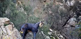 Gümüşhane'de Çengel Boynuzlu Dağ Keçileri Görüntülendi