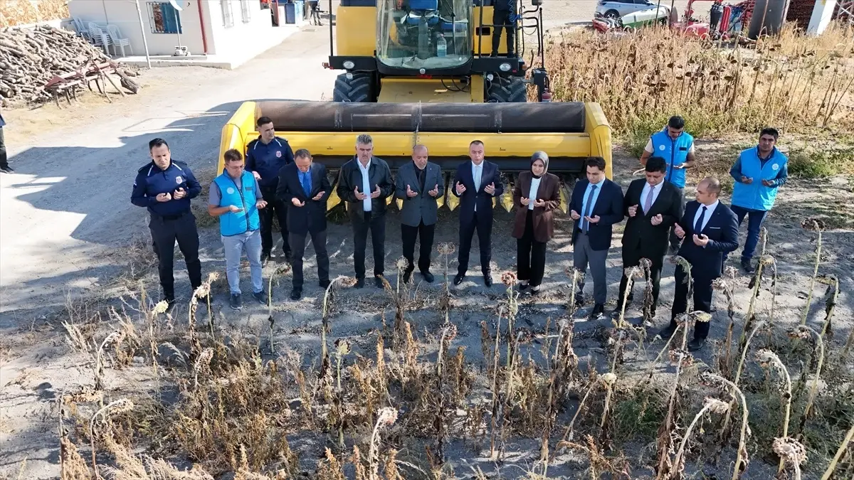 Karaman Cezaevi Hükümlüleri Çerezlik Ayçiçeği Hasat Etti