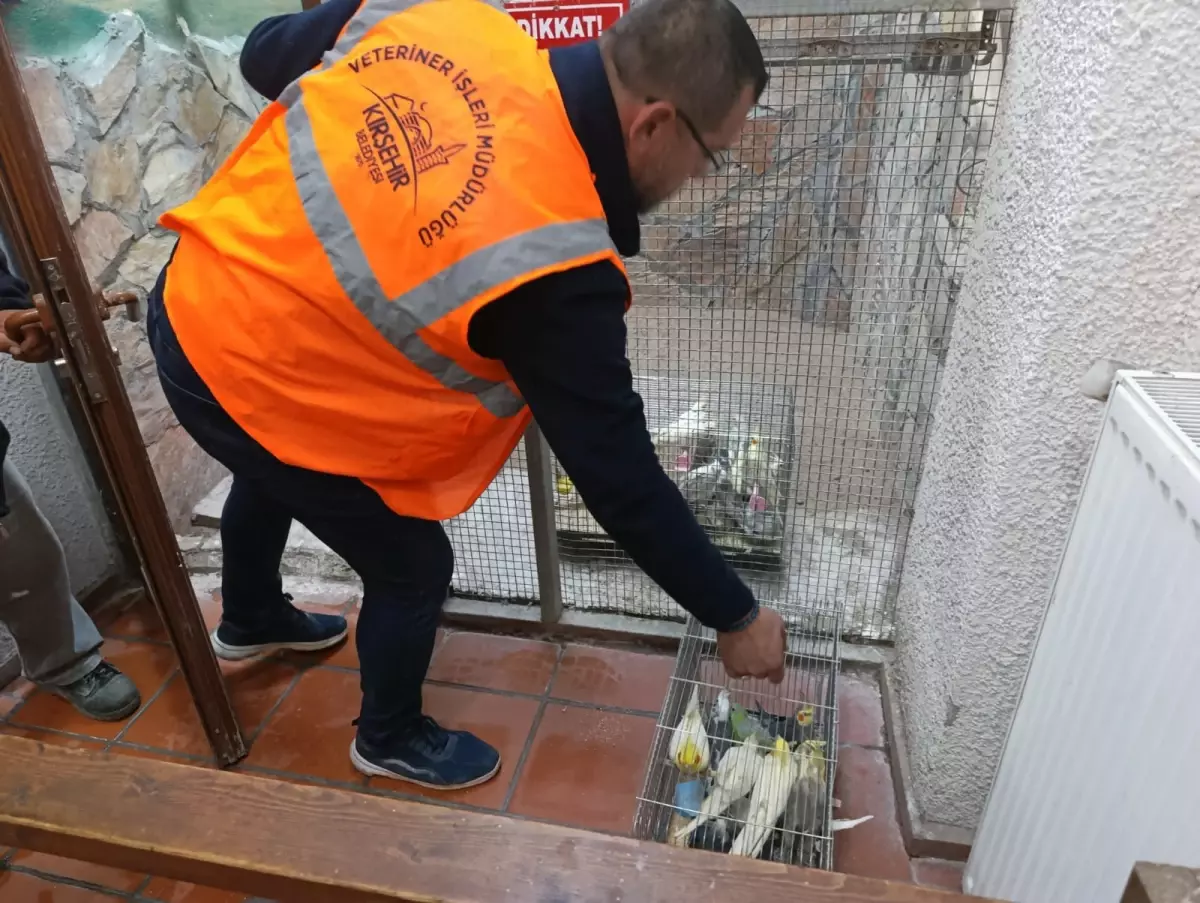 Kırşehir'de Depoda Yasa Dışı 66 Yabani Kuş Ele Geçirildi
