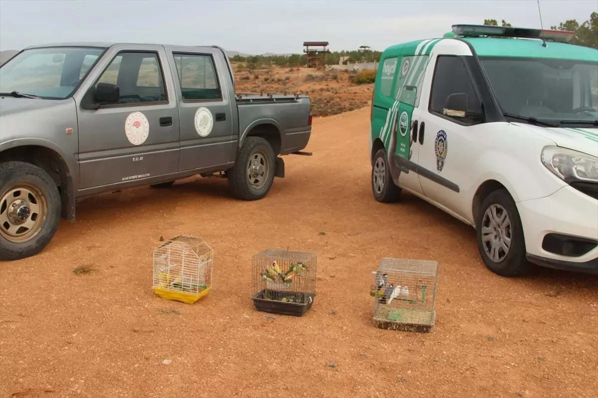 Kırşehir'de Koruma Altındaki 66 Kuş Ele Geçirildi