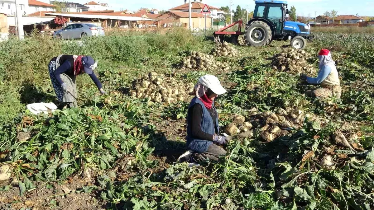 Kütahya'da Şeker Pancarı Söküm Mesaisi Başladı