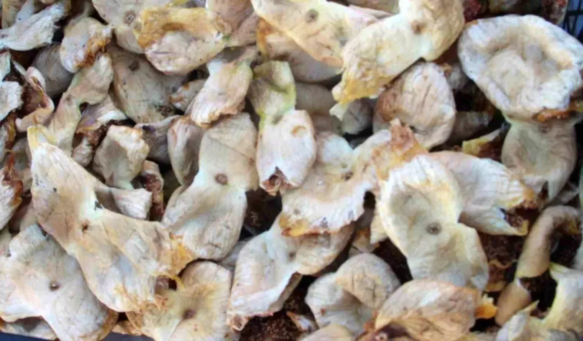 Mersin'in Mut İlçesinde İncir Hasadı Üreticiyi Sevindiriyor