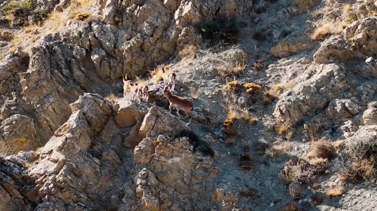 Munzur Dağları'nda Dronla Yaban Keçileri Görüntülendi