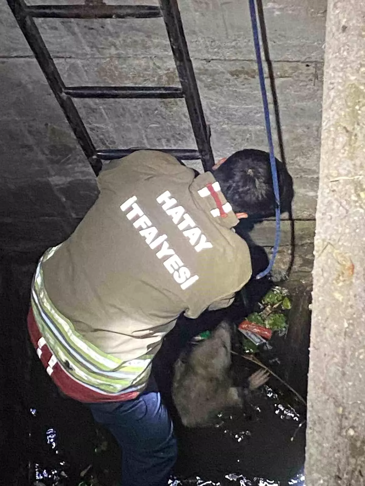 Hatay'da Su Dolu Kuyudan İtfaiye ile Kurtarılan 2 Köpek