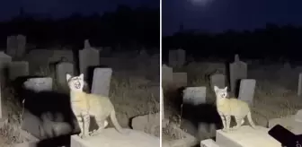 Yapay zekanın geldiği son nokta: Binlerce kişi gerçek sanıp paylaştı