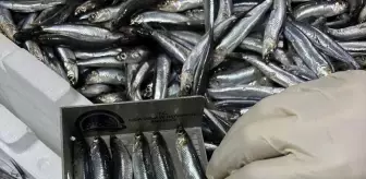 Samsun'da Balıkçı Barınakları Denetleniyor