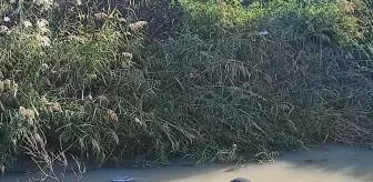 Adana'da Sulama Kanalına Devrilen Otomobilin Sürücüsü Yaralandı