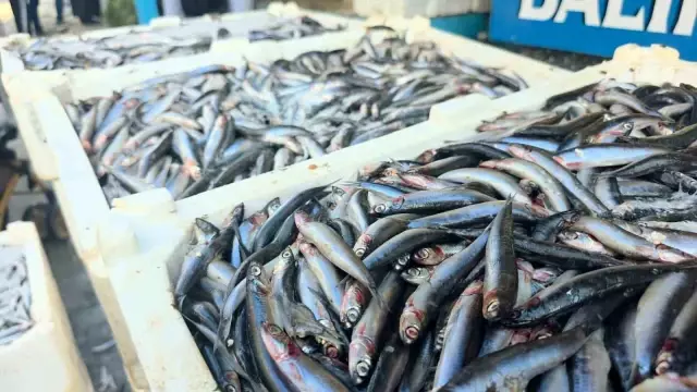 The Cheap Anchovy Campaign in Şanlıurfa Delighted Citizens