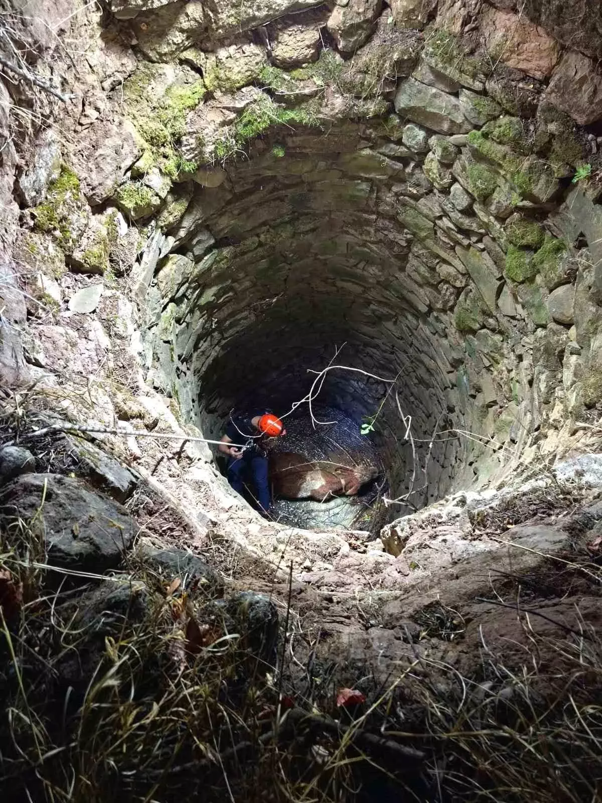 Siirt'te Su Kuyusuna Düşen İnek Kurtarıldı