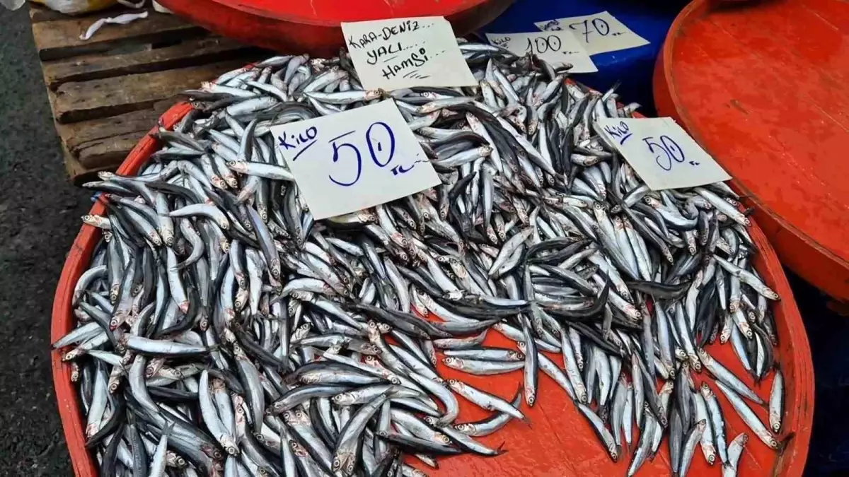 Tekirdağ'da Hamsi Fiyatları 50 Liraya Düştü