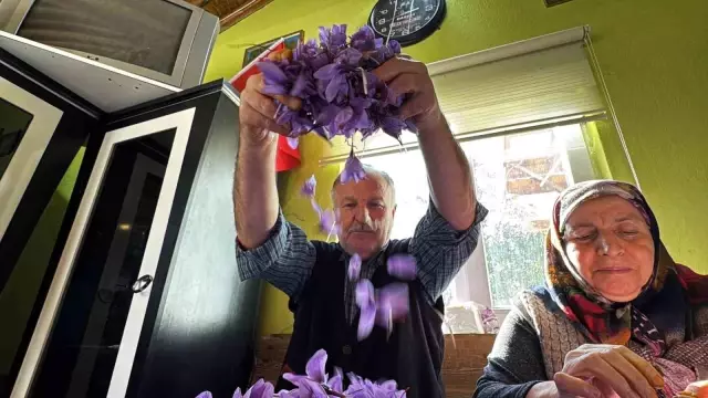 AB tescilli üründe hasat sürüyor, gramı 600 TL'ye dayandı 6 ab tescilli safranin hasadi suruyor 10 19201047 o