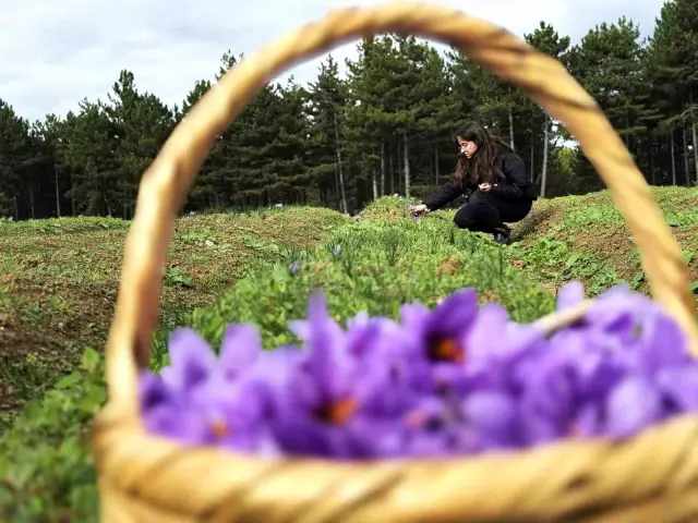 AB tescilli üründe hasat sürüyor, gramı 600 TL'ye dayandı 7 ab tescilli safranin hasadi suruyor 3 19201047 o