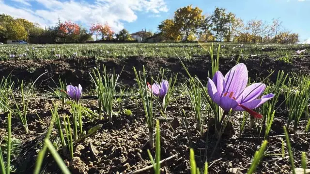 AB tescilli üründe hasat sürüyor, gramı 600 TL'ye dayandı 3 ab tescilli safranin hasadi suruyor 6 19201047 o