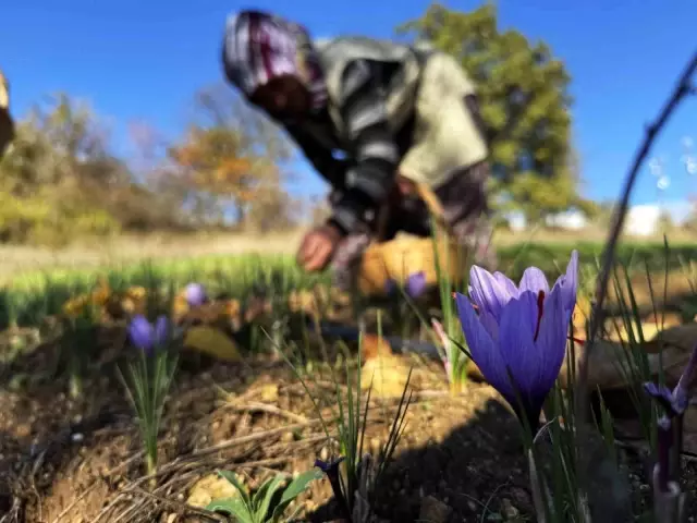 AB tescilli üründe hasat sürüyor, gramı 600 TL'ye dayandı 4 ab tescilli safranin hasadi suruyor 8 19201047 o