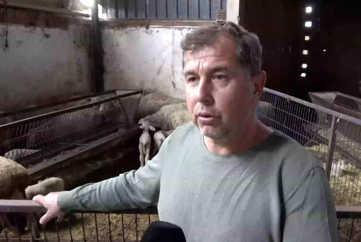 Bursa'da Şap Hastalığının Yüz Yüze Bıraktığı Yürek Burkan Kuzu Hikayesi