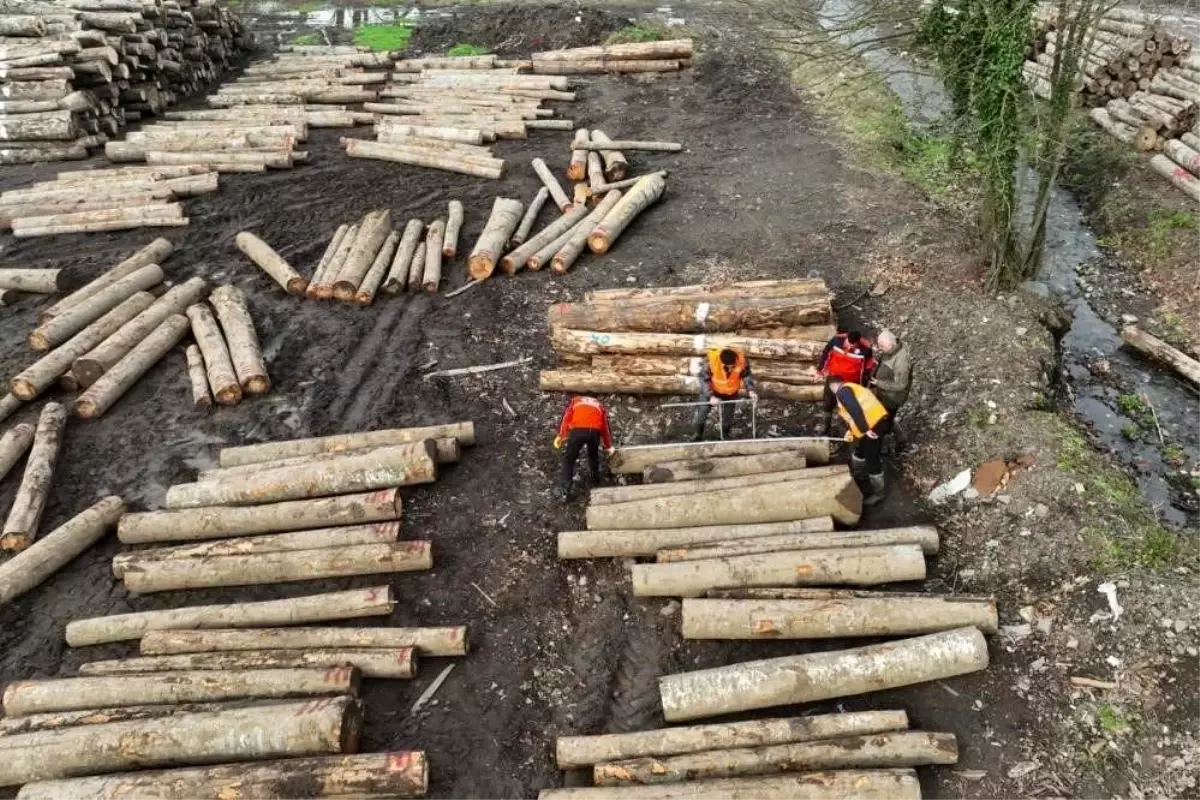 Düzce'de Orman Ürünleri İhracatı 11 Bin 596,5 Tonu Buldu