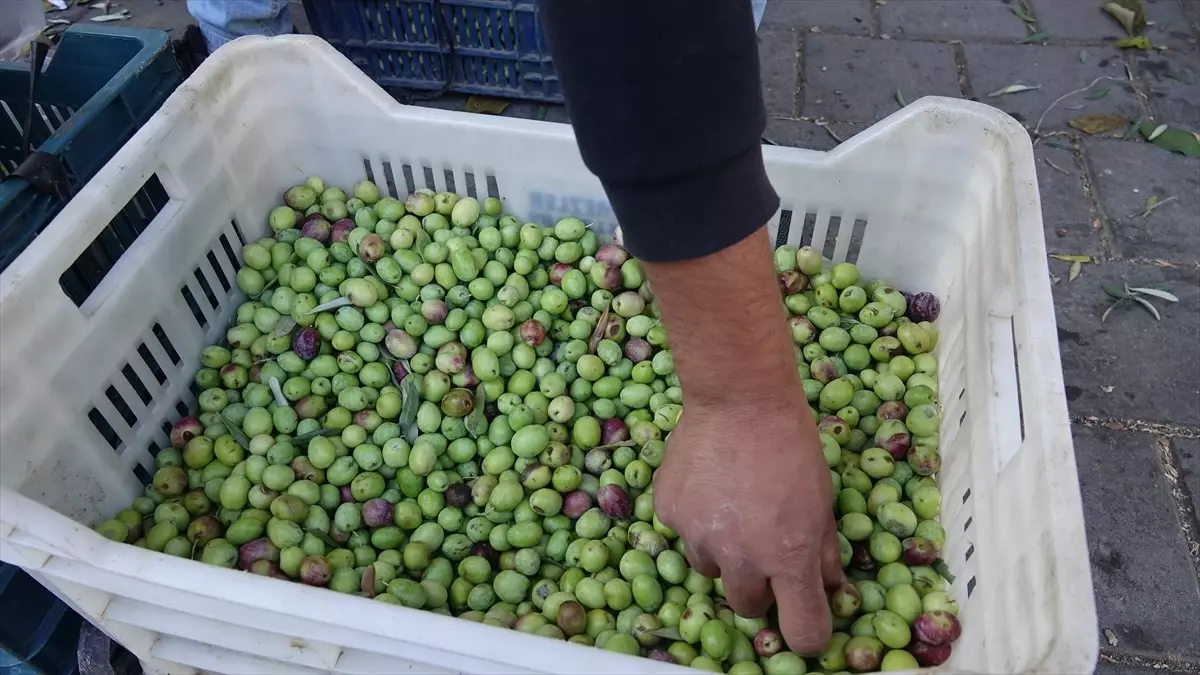 Balıkesir'de Geleneksel Kırma Zeytin Üretimi